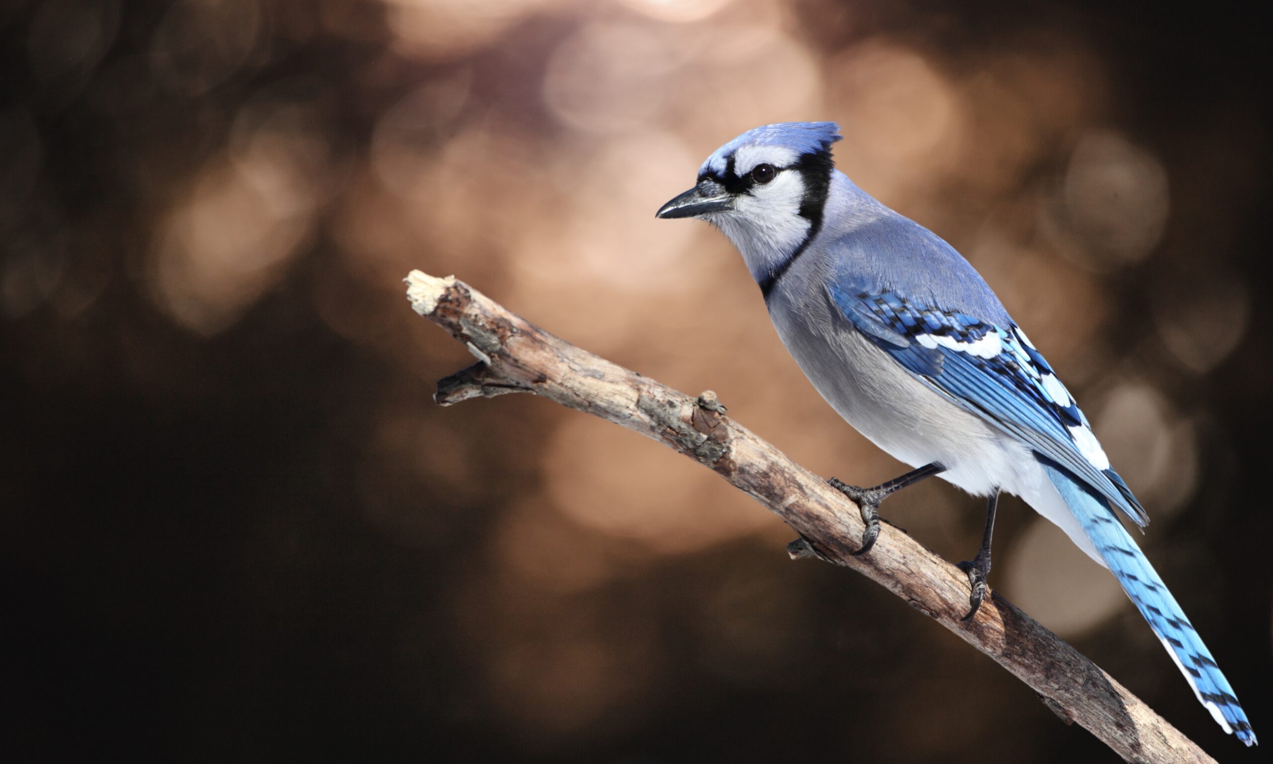 A picture of a blue jay sitting on a branch.